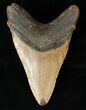 Bargain Megalodon Tooth - North Carolina #15748-1